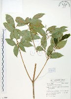 樟葉槭, 飛蛾子樹藏品圖，第1張