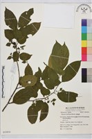 桶鉤藤藏品圖，第1張