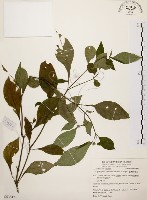 臺灣鱗球花藏品圖，第1張