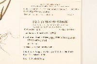 紫背草藏品圖，第2張