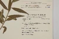 臺灣馬蘭藏品圖，第2張