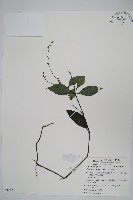 針刺草藏品圖，第4張