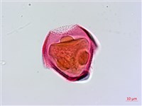 針刺草藏品圖，第1張