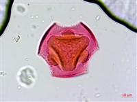 針刺草藏品圖，第2張