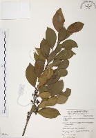 森氏紅淡比藏品圖，第1張