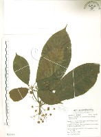 水冬瓜藏品圖，第1張