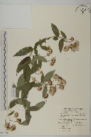 大頭艾納香藏品圖，第1張