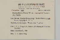 大頭艾納香藏品圖，第5張