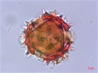 大頭艾納香藏品圖，第2張