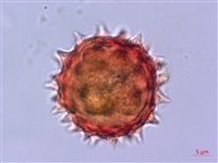 大頭艾納香藏品圖，第3張