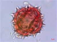 大頭艾納香藏品圖，第4張