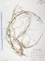無根草藏品圖，第1張