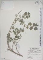 海埔姜藏品圖，第1張