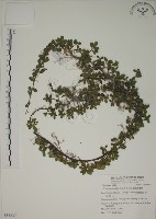 越橘葉蔓榕藏品圖，第1張