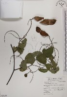 菊花木藏品圖，第1張