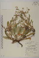 細葉假黃鵪菜藏品圖，第1張