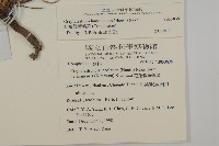 細葉假黃鵪菜藏品圖，第8張