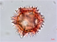 細葉假黃鵪菜藏品圖，第2張