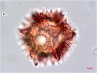 細葉假黃鵪菜藏品圖，第3張