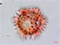 細葉假黃鵪菜藏品圖，第4張