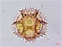 細葉假黃鵪菜藏品圖，第5張