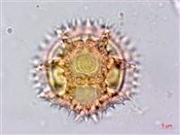 細葉假黃鵪菜藏品圖，第6張