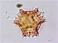 細葉假黃鵪菜藏品圖，第7張