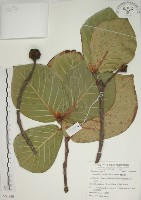 欖仁舅藏品圖，第1張