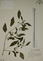 燈籠草藏品圖，第1張