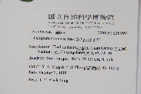 華九頭獅子草藏品圖，第5張