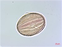 華九頭獅子草藏品圖，第3張