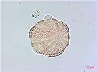 華九頭獅子草藏品圖，第4張