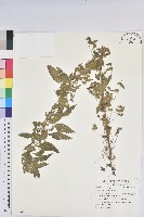 鐵莧菜藏品圖，第1張