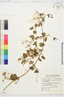 鵝鑾鼻鐵線蓮藏品圖，第2張