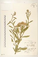 翼莖闊苞菊藏品圖，第1張