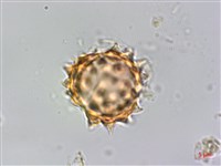 翼莖闊苞菊藏品圖，第2張