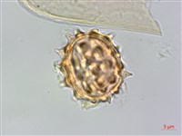 翼莖闊苞菊藏品圖，第3張