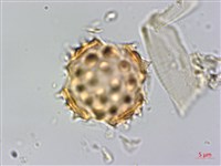 翼莖闊苞菊藏品圖，第4張