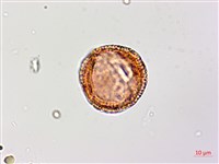 猩猩草藏品圖，第2張