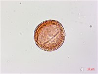 猩猩草藏品圖，第3張