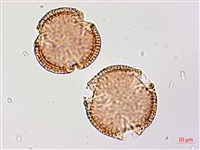 猩猩草藏品圖，第4張