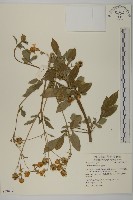 鬼針藏品圖，第4張