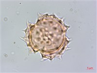 鬼針藏品圖，第1張