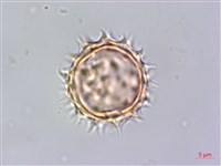 鬼針藏品圖，第2張