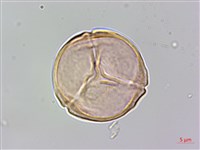 燈籠草藏品圖，第2張