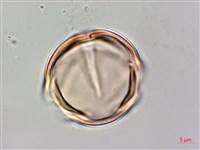 燈籠草藏品圖，第3張