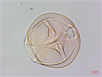 燈籠草藏品圖，第4張