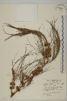 木麻黃藏品圖，第1張