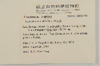 木麻黃藏品圖，第2張