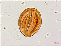 銀合歡藏品圖，第3張